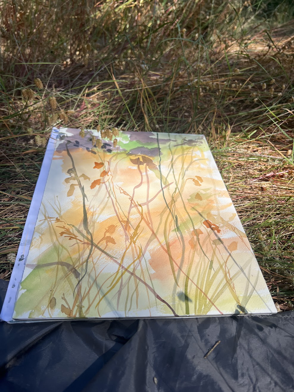 Mt Wittenberg Grasses