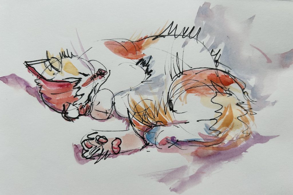 Small cat curled sleeping, shadowed arm, toes showing